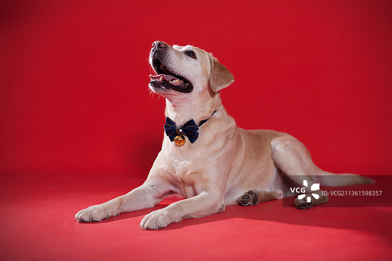 宠物拉布拉多纯底设计素材模板图片素材