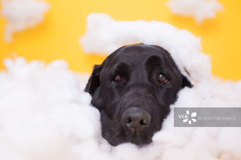 宠物拉布拉多纯底设计素材模板图片素材