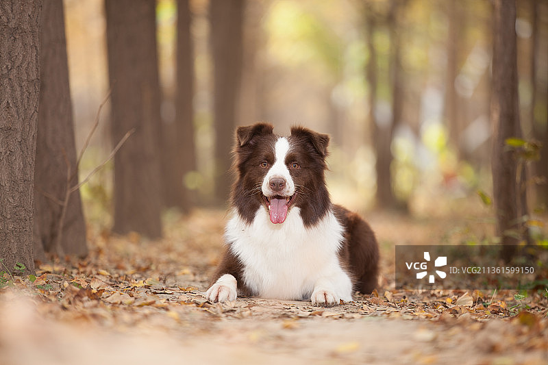 宠物史宾格纯底设计素材模板图片素材