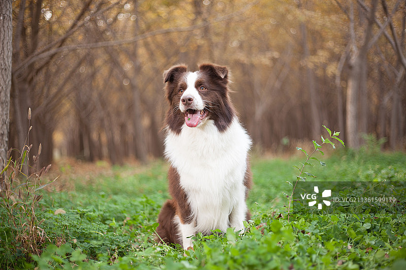 宠物史宾格纯底设计素材模板图片素材