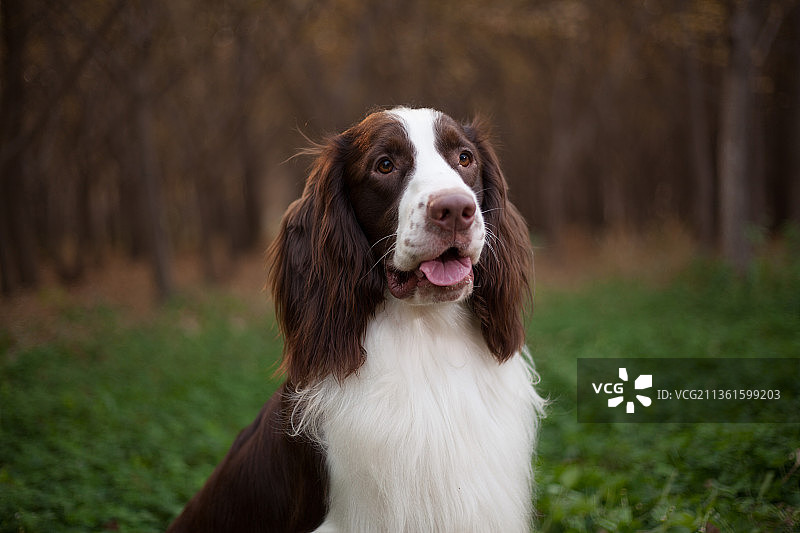 宠物史宾格纯底设计素材模板图片素材
