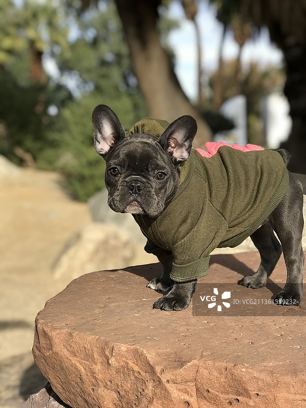 棕榈泉的储蓄罐肖像图片素材