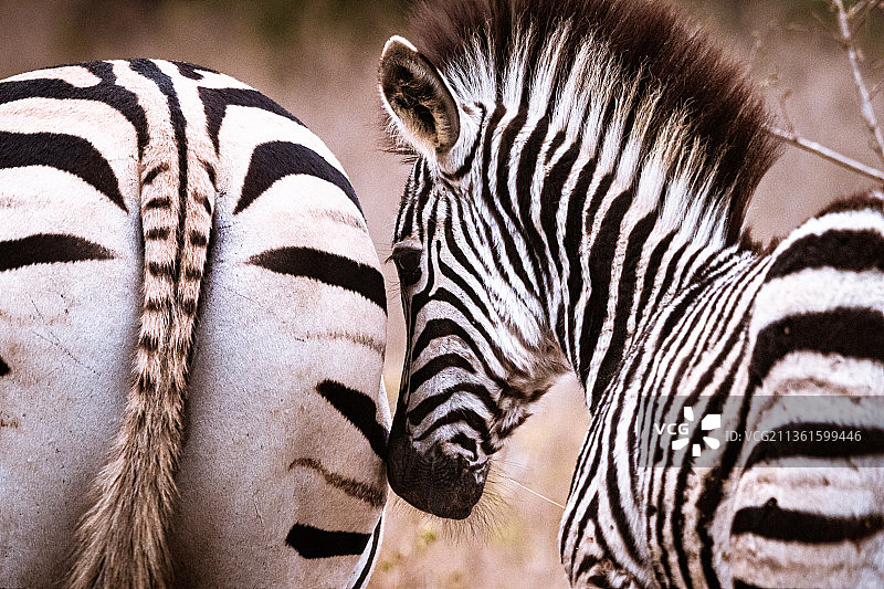 小斑马特写图片素材