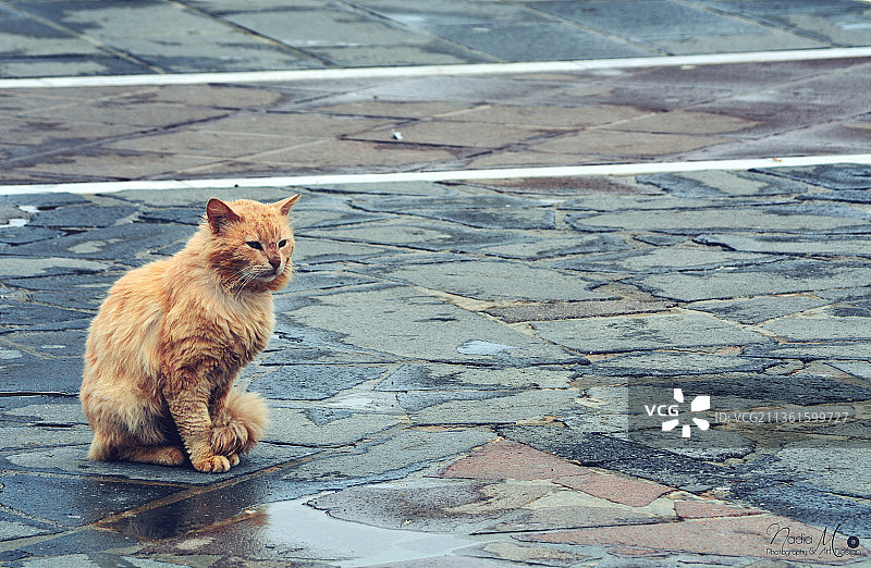 雨天的心情：俯视人行道上的猫图片素材