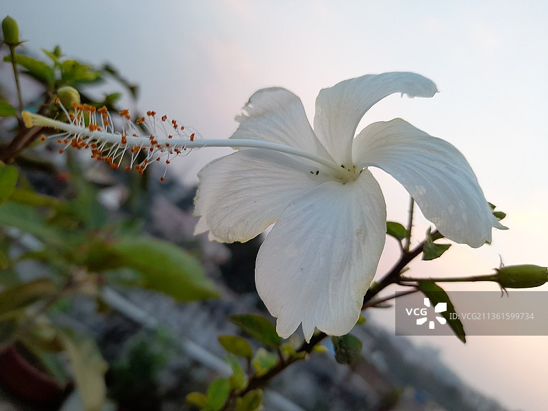 自然之美：白色植物特写，印度图片素材