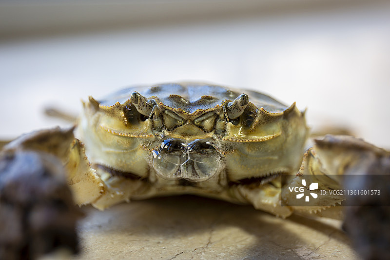 吐泡泡的阳澄湖大闸蟹图片素材