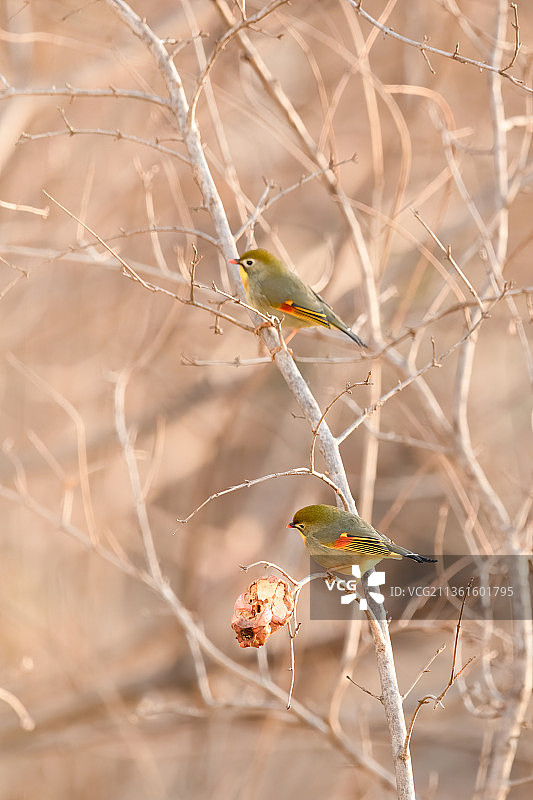 红嘴相思鸟图片素材