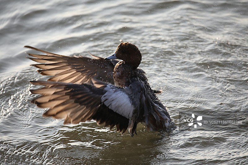 野鸭的拥抱图片素材