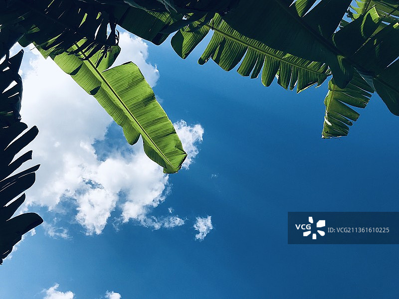 低角度拍摄天空下的树叶图片素材