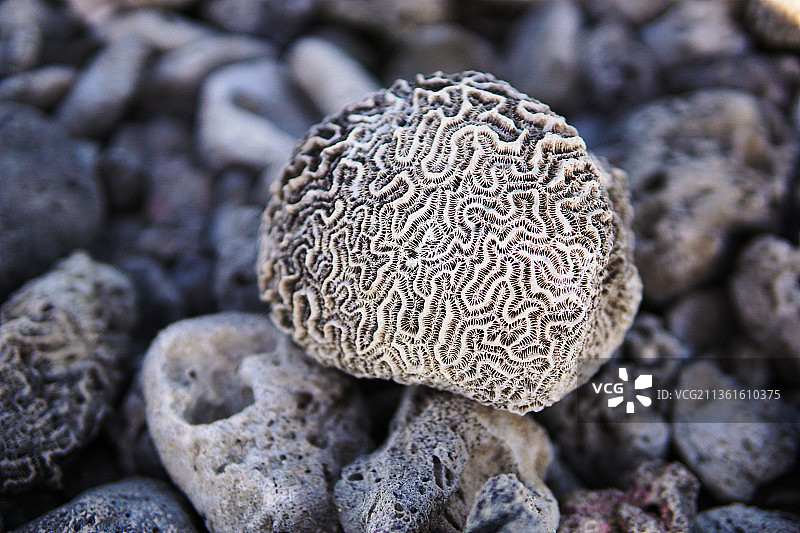 珊瑚岩石，陆地上生长的蘑菇特写图片素材