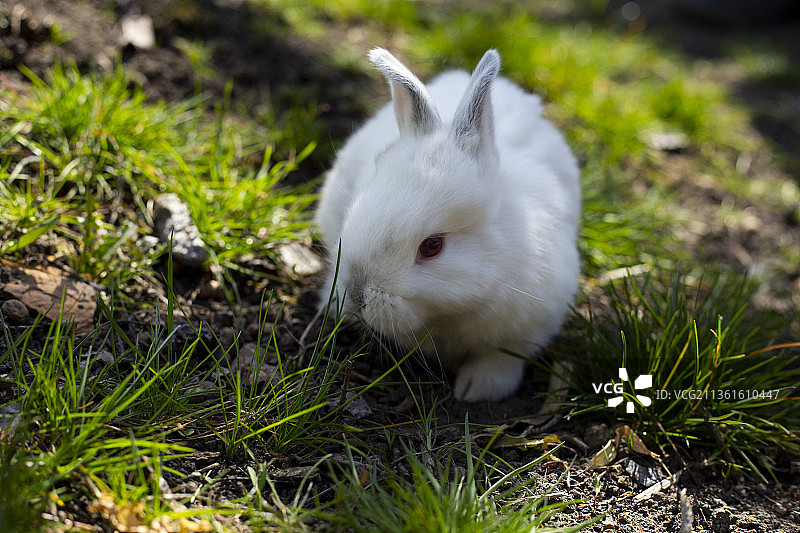 草地上兔子的特写图片素材