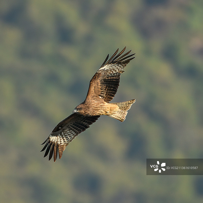 清晨狩猎：老鹰飞过树林的特写镜头图片素材