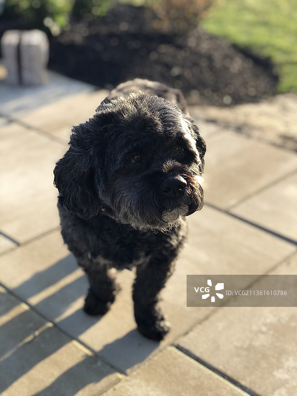 狗狗的影子，可卡犬坐在人行道上的特写图片素材
