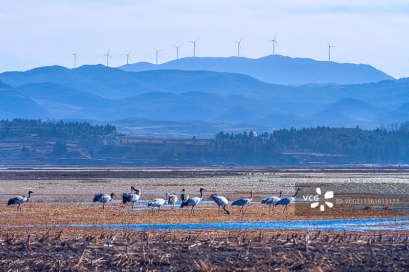 贵州毕节威宁草海湿地自然保护区图片素材