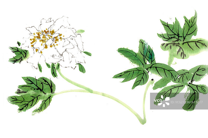 白色芍药花图片素材