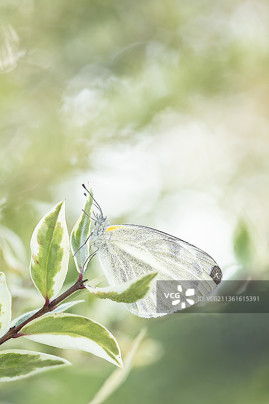 植物上昆虫特写镜头——菜粉蝶图片素材