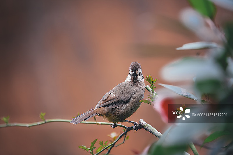 树上的鸟儿图片素材