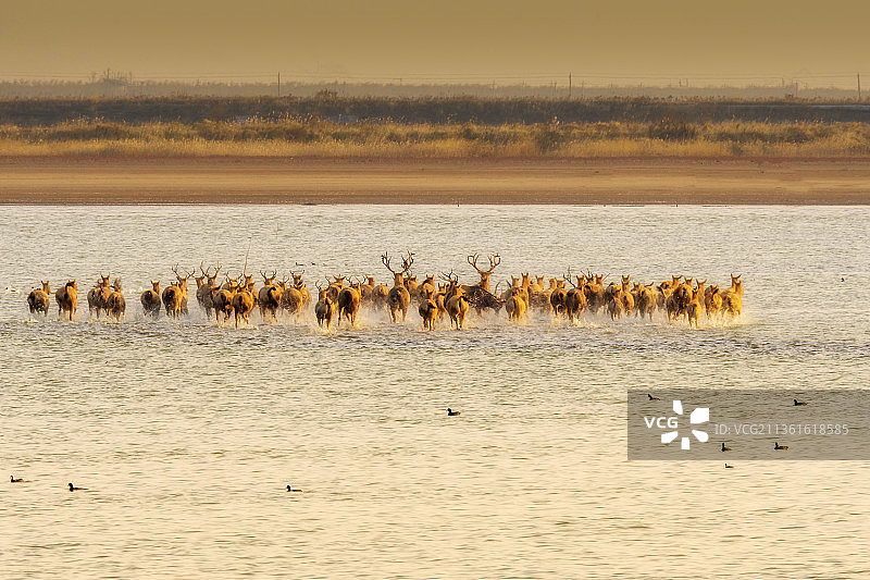 世界自然遗产---东台条子泥湿地保护区野生麋鹿群图片素材