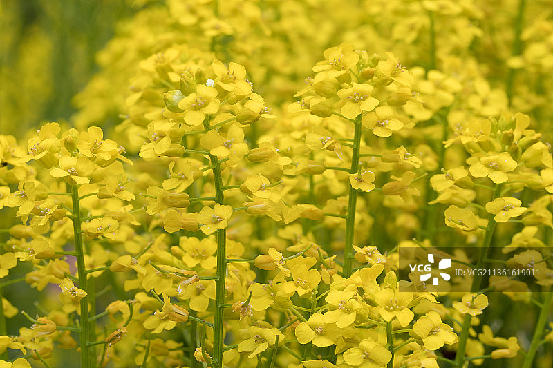 田野上黄色开花植物的特写图片素材
