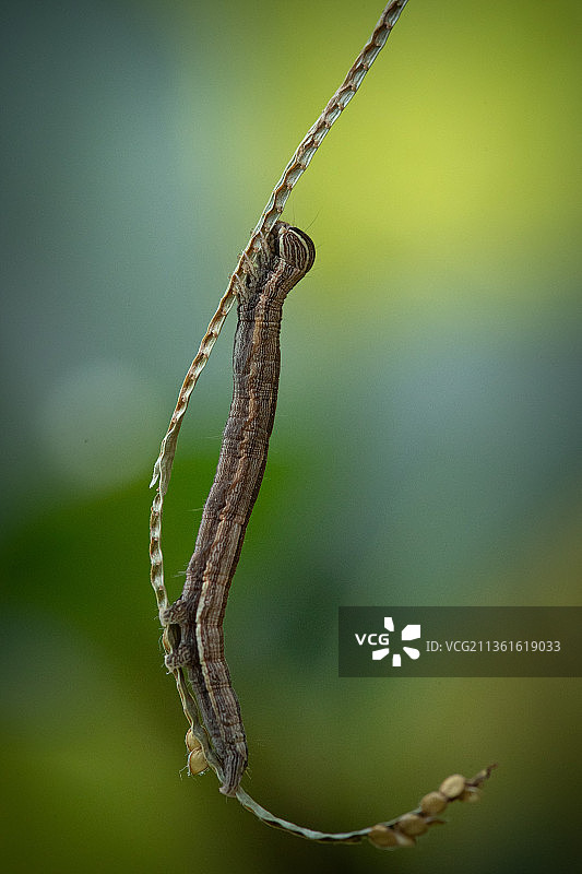 印度卡纳塔克邦阿古姆贝植物上的昆虫特写图片素材