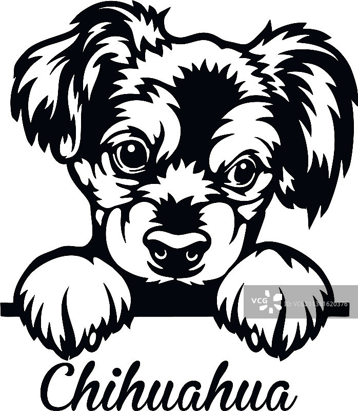 吉娃娃犬探头，头部白色背景图片素材