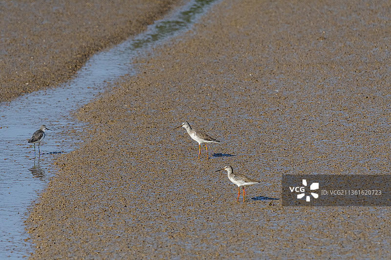 世界自然遗产---东台条子泥黄海滩涂风光图片素材