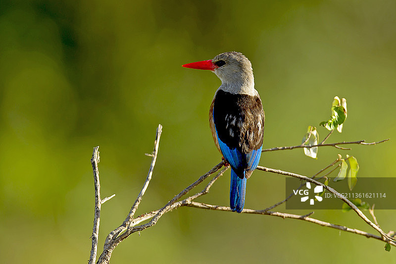 肯尼亚塞克纳尼栖息在树枝上的灰色鸟类特写图片素材