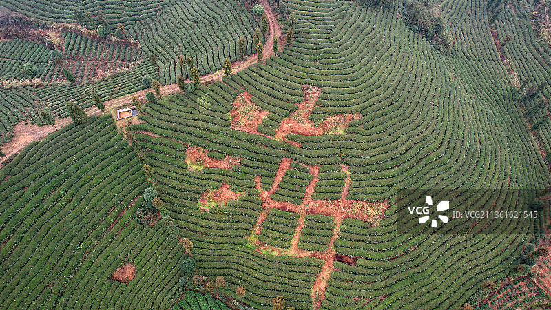 贵州省遵义市凤冈县何坝镇水河村，知青茶园冬景秀丽，景色迷人图片素材