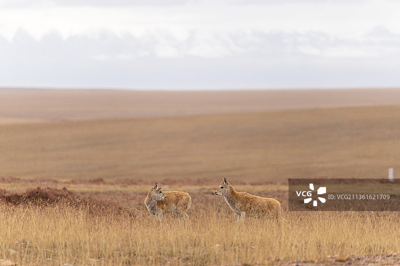 可可西里藏羚羊图片素材