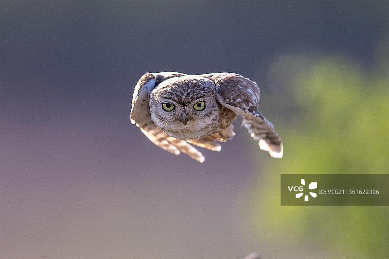 纵纹腹小鸮像炮弹一样飞行图片素材