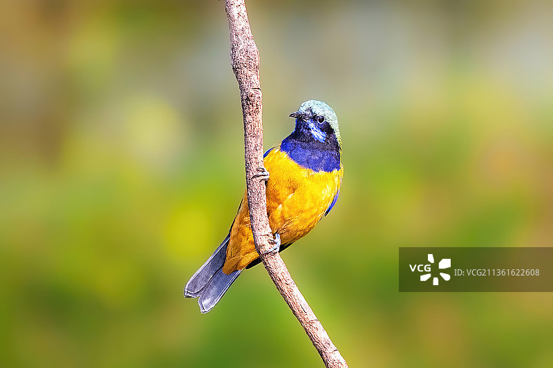橙腹叶鹎图片素材