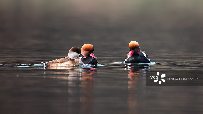 西安雁鸣湖的红嘴潜鸭图片素材