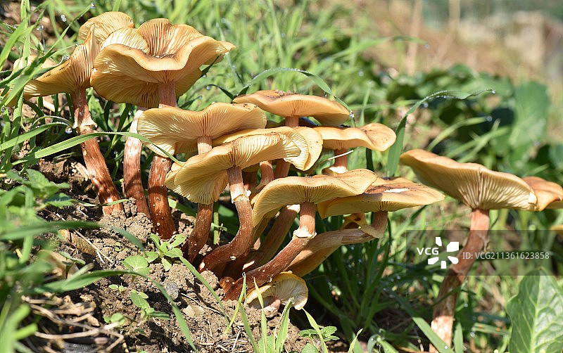 生长在田野上的蜜环菌蘑菇特写图片素材