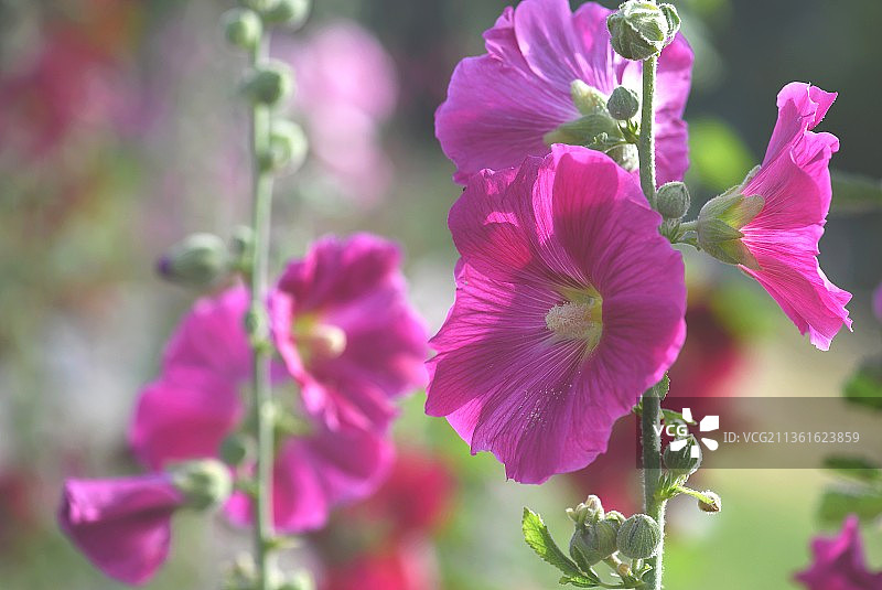 蜀葵粉色开花植物特写，法国图片素材