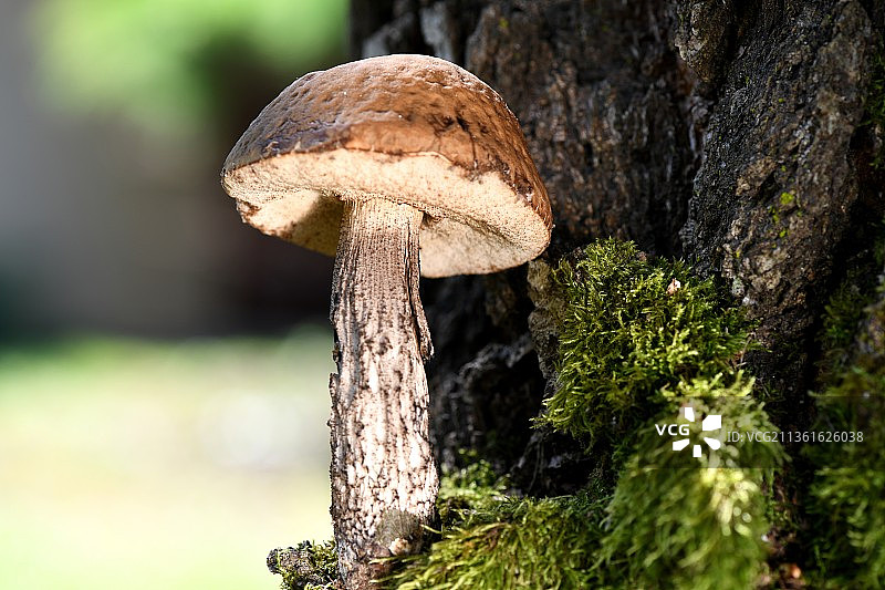 法国：树干上生长的蘑菇特写图片素材