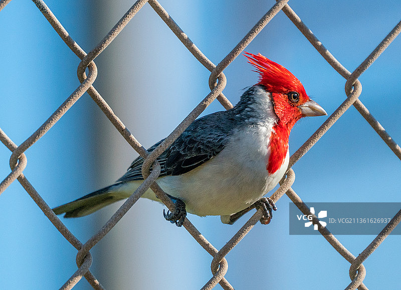 夏威夷红衣主教鸟，栖息在铁丝网上，檀香山，美国图片素材