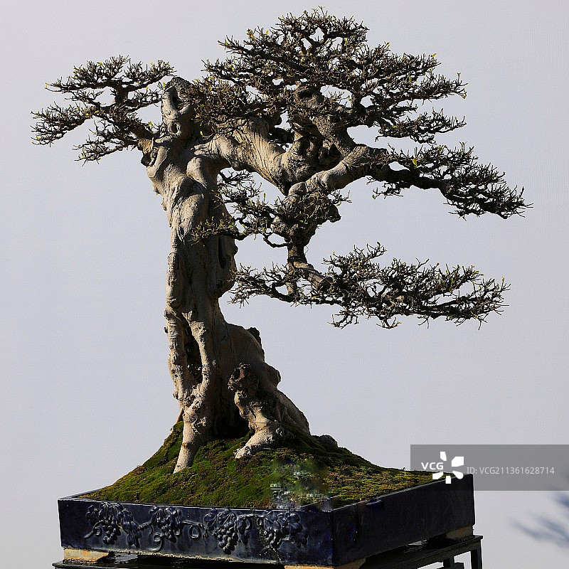 岭南盆景图片素材