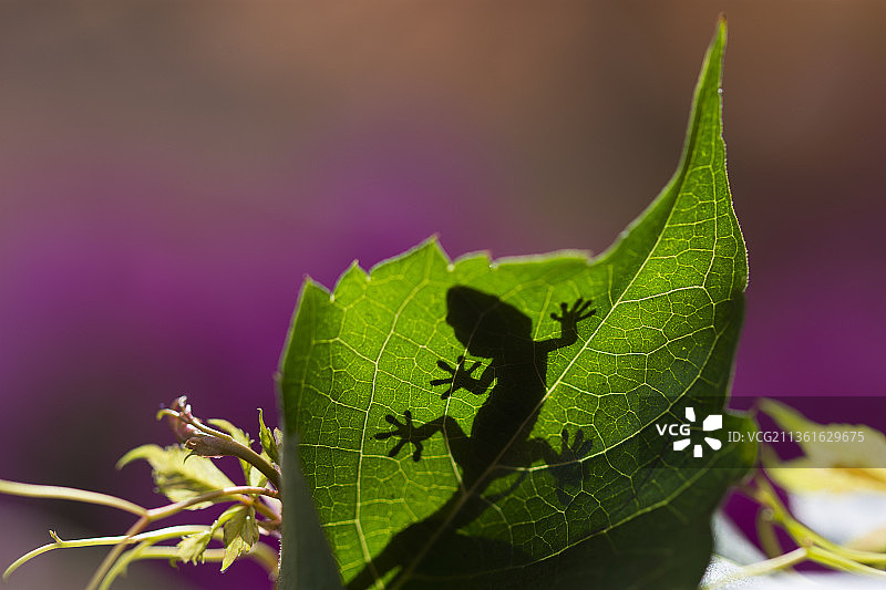 昆虫在叶子上的特写图片素材