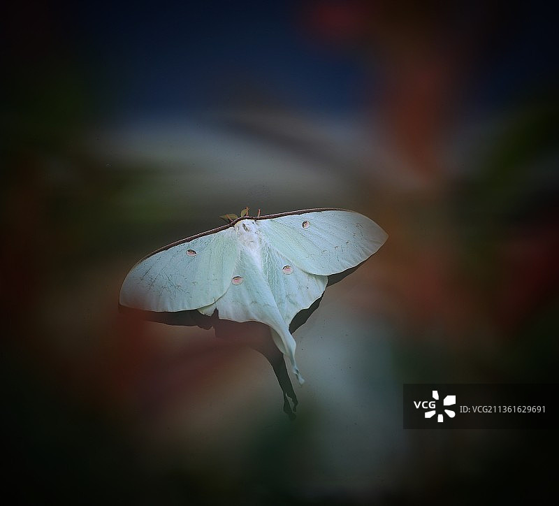 大蚕蛾图片素材