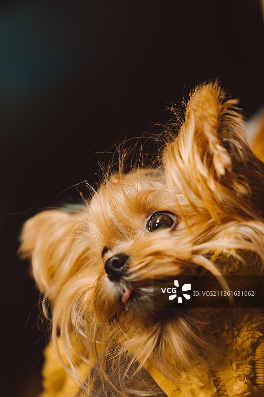 约克夏梗图片素材