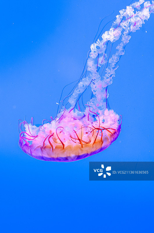 法国拉罗谢尔在海中游泳的水母特写图片素材