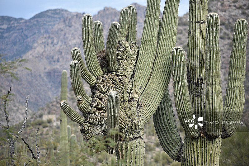 田野中生长的仙人掌特写，图森，亚利桑那州，美国图片素材