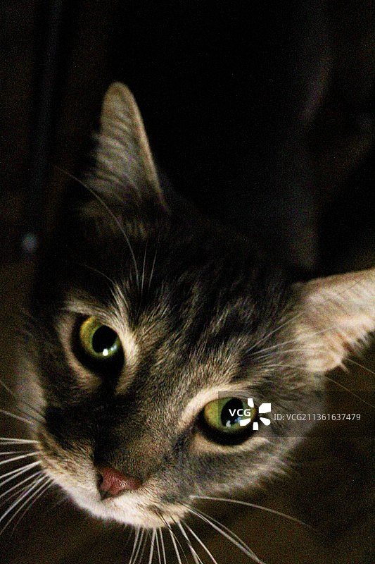 特写的猫图片素材