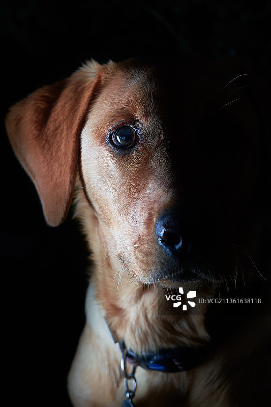 黑色背景下的狗的特写图片素材