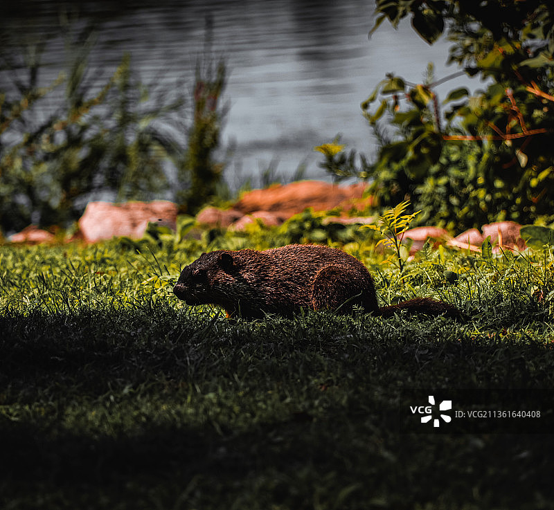 加拿大的草地特写图片素材