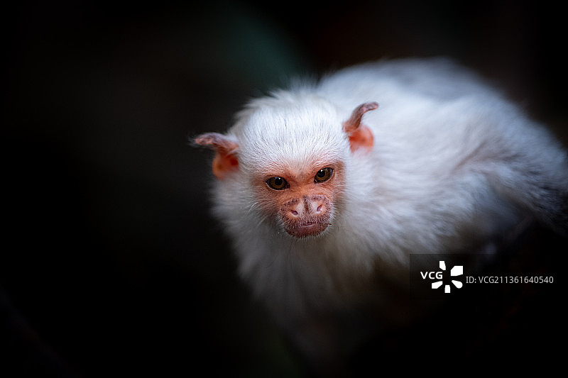 猴子：银色狨猴在德国黑色背景下的特写图片素材