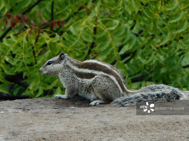 岩石上飞翔的地松鼠特写图片素材