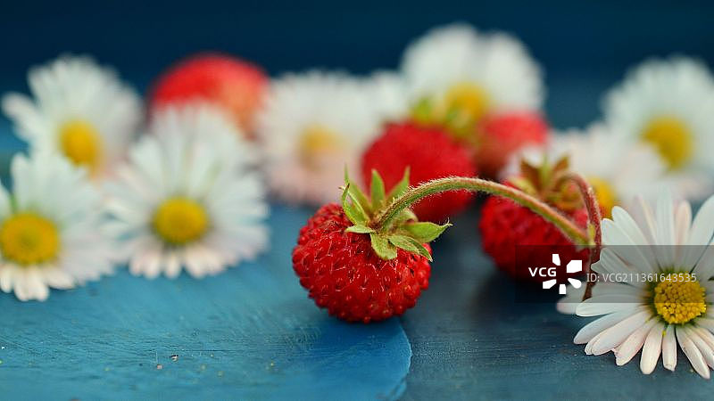 覆盆子与白色花朵，草莓特写图片素材