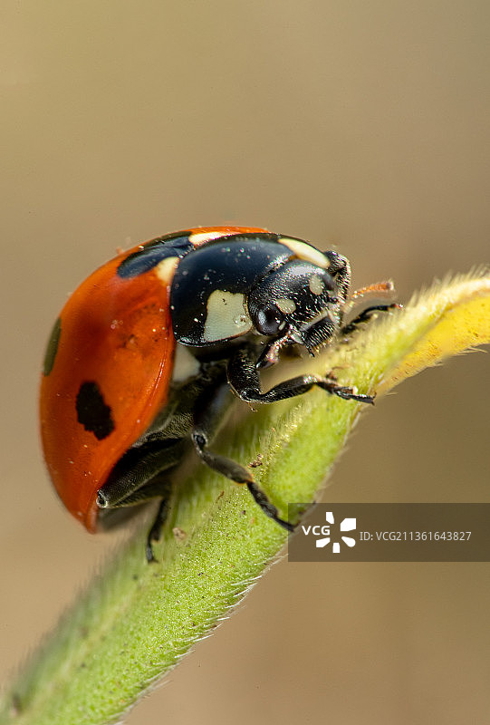 七星瓢虫特写，波兰图片素材