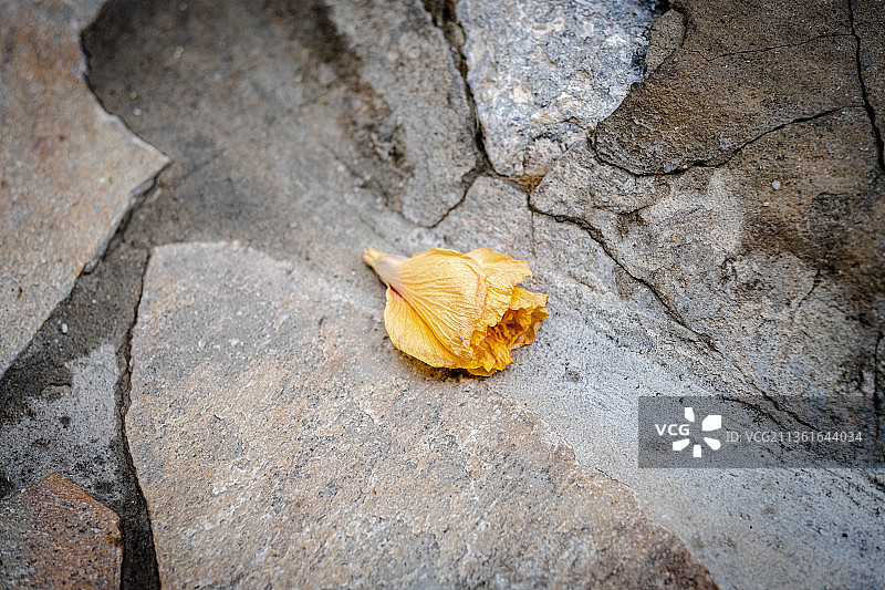 人行道上干枯的树叶和鲜花，高角度拍摄图片素材